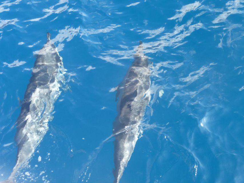 Maui: Kaanapali Beach 4-hour Snorkel w/ BBQ Lunch & Open Bar - Key points before you go