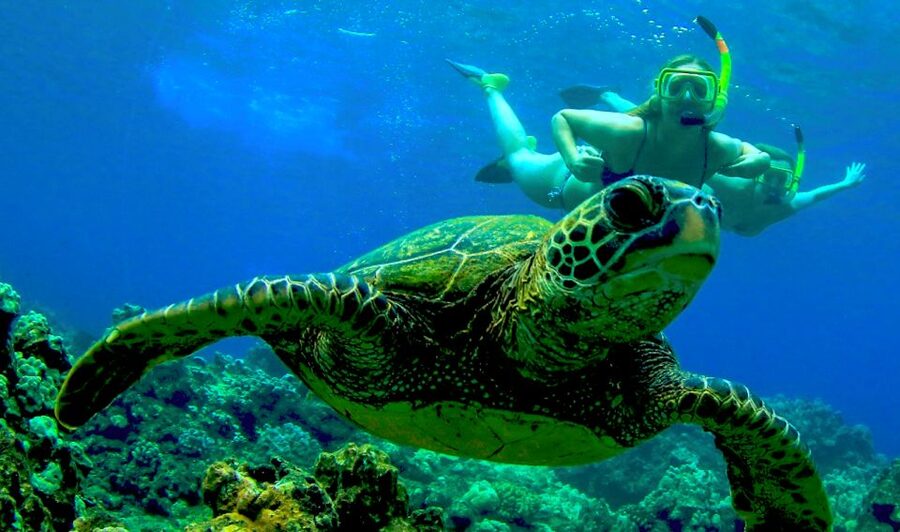 Maui: Kaanapali Beach 4-hour Snorkel w/ BBQ Lunch & Open Bar - A 4-hour Kaanapali sail that fits real schedules
