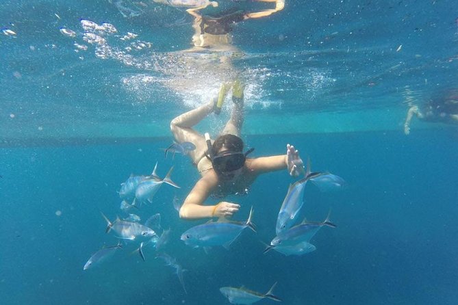 Party boat in Catamaran with Open Bar Only Adults + Snorkeling - Dolphins, Rain, and the Unpredictable Part of Any Sea Day