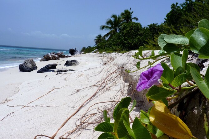 Saona Island Tour from Punta Cana with Lunch, Open Bar & Pickup - The Return Catamaran Ride: Music, Dancing, and a Long Day’s End
