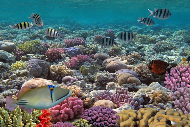 Snorkeling Adventure at Isla Mujeres Includes Lunch and Open Bar - Crowd Energy and Safety: The Tradeoffs You Can Expect