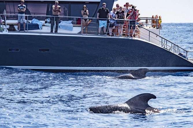 Western Tenerife Cruise with Lunch and Open Bar - Lunch and Drinks: The 3-Hour vs 4.5-Hour Decision That Changes the Day